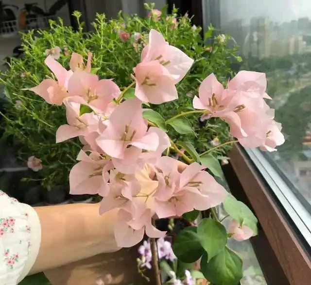 這10種「勤花」九重葛,全年開不停,看看你入手了幾種?