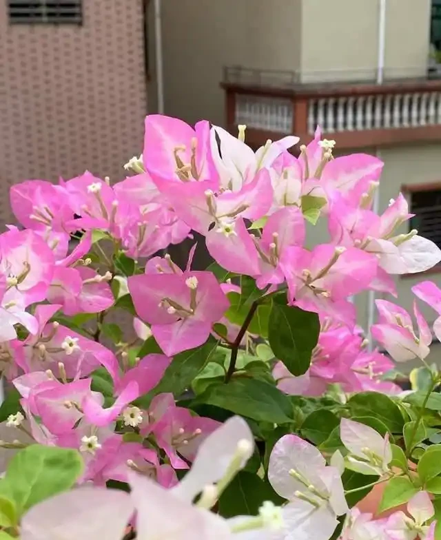 這10種「勤花」九重葛,全年開不停,看看你入手了幾種?