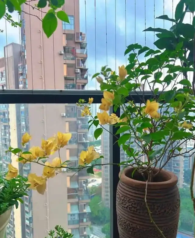 這10種「勤花」九重葛,全年開不停,看看你入手了幾種?
