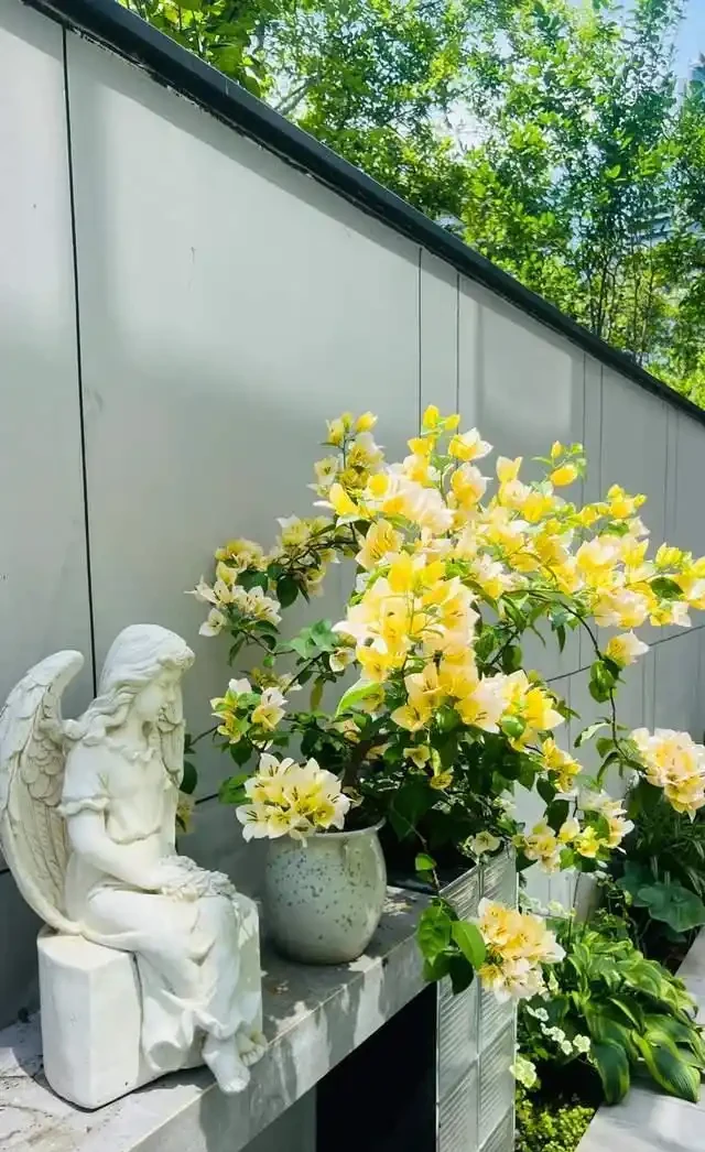 這10種「勤花」九重葛,全年開不停,看看你入手了幾種?