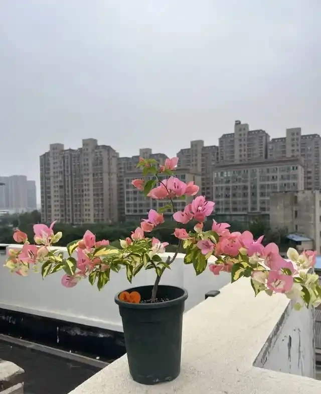 這10種「勤花」九重葛,全年開不停,看看你入手了幾種?