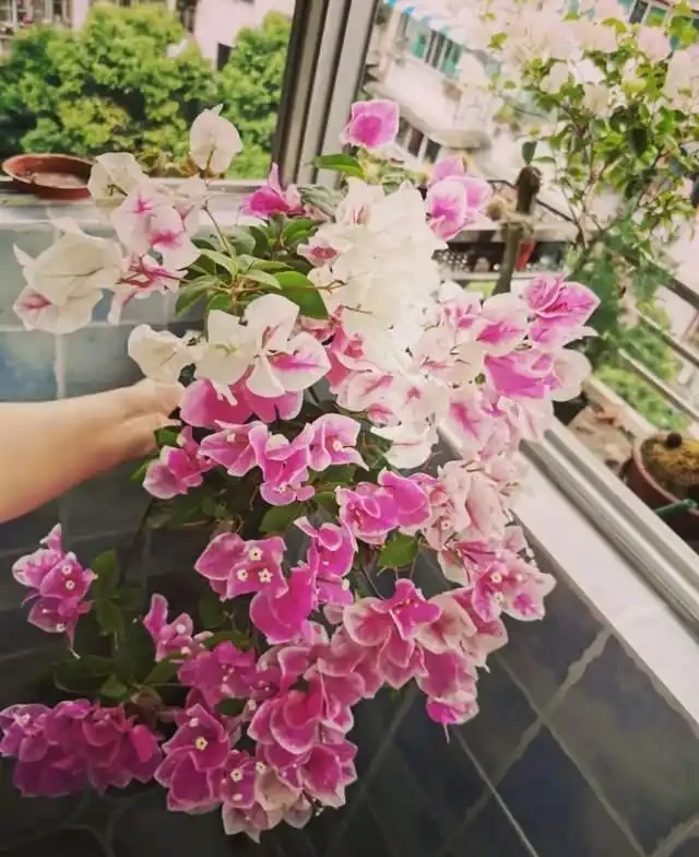 這10種「勤花」九重葛,全年開不停,看看你入手了幾種?