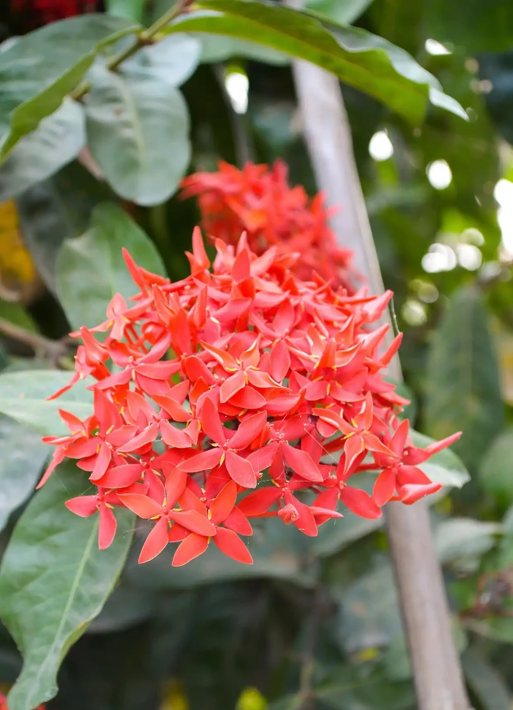 常年開的花都有什麼花