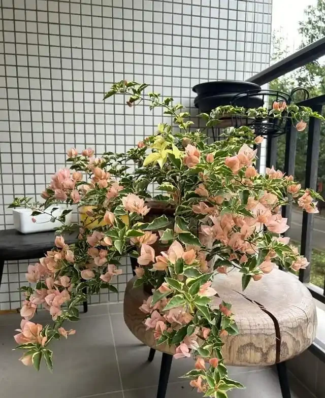 這10種「勤花」九重葛,全年開不停,看看你入手了幾種?