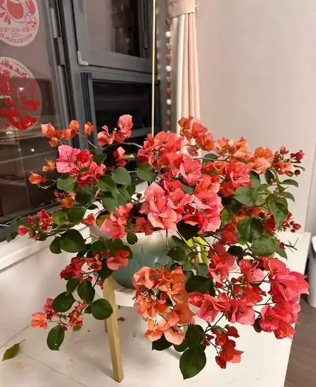 這10種「勤花」九重葛,全年開不停,看看你入手了幾種?