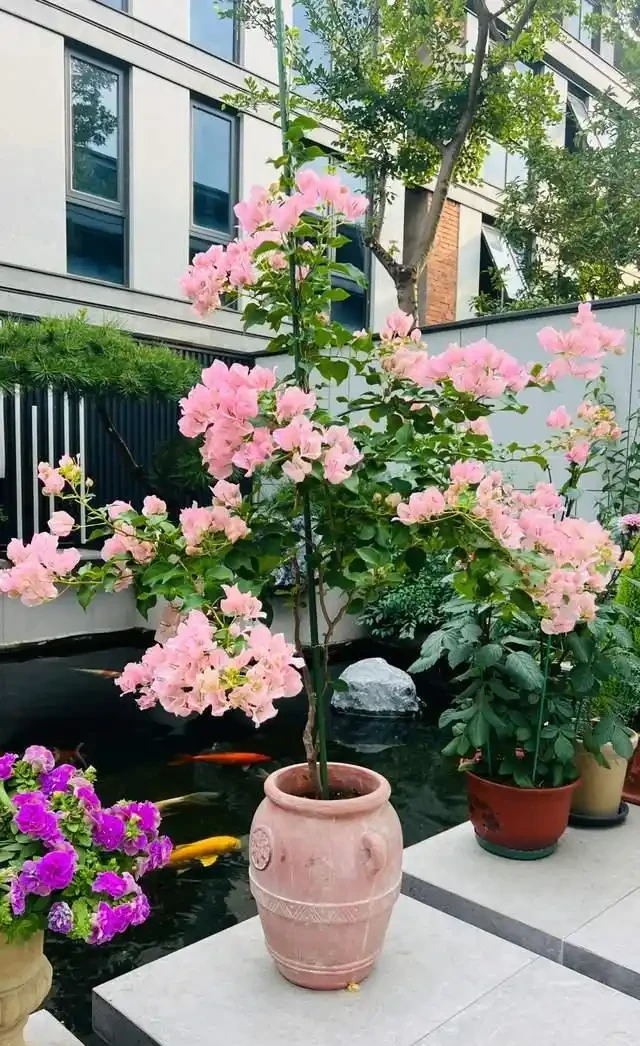 這10種「勤花」九重葛,全年開不停,看看你入手了幾種?