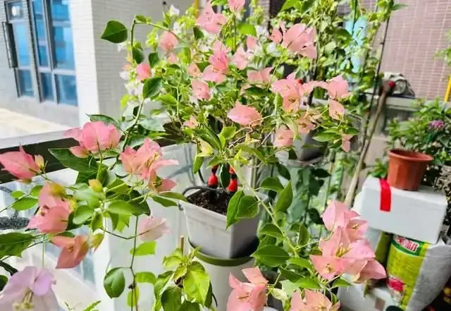 這10種「勤花」九重葛,全年開不停,看看你入手了幾種?