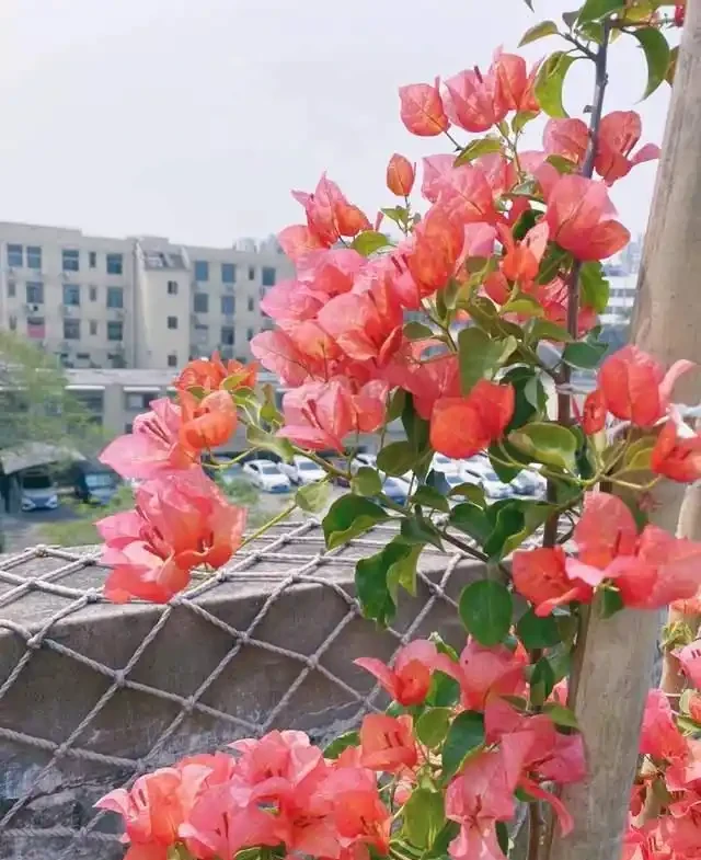 這10種「勤花」九重葛,全年開不停,看看你入手了幾種?