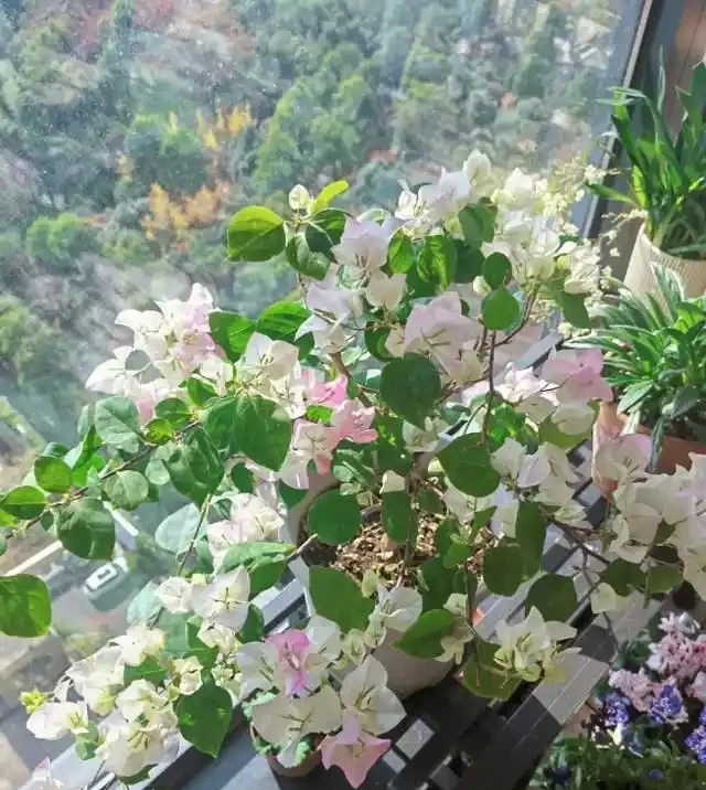 這10種「勤花」九重葛,全年開不停,看看你入手了幾種?