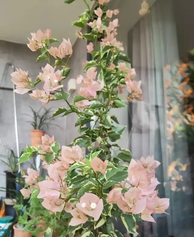 這10種「勤花」九重葛,全年開不停,看看你入手了幾種?