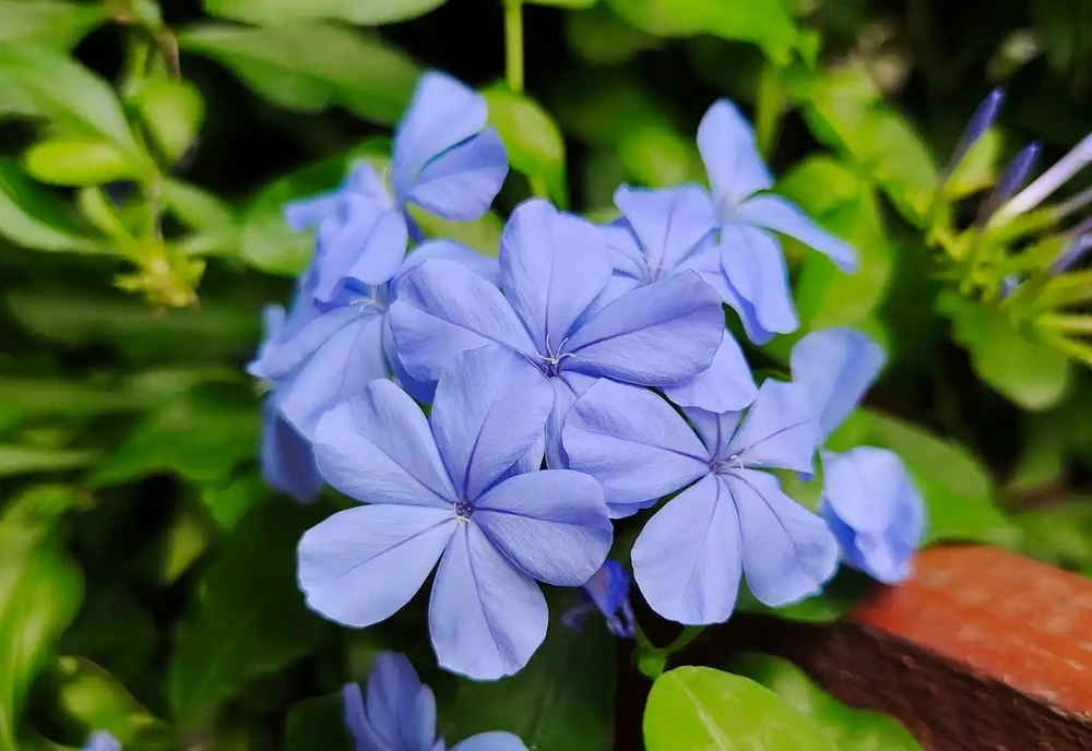 常年開的花都有什麼花