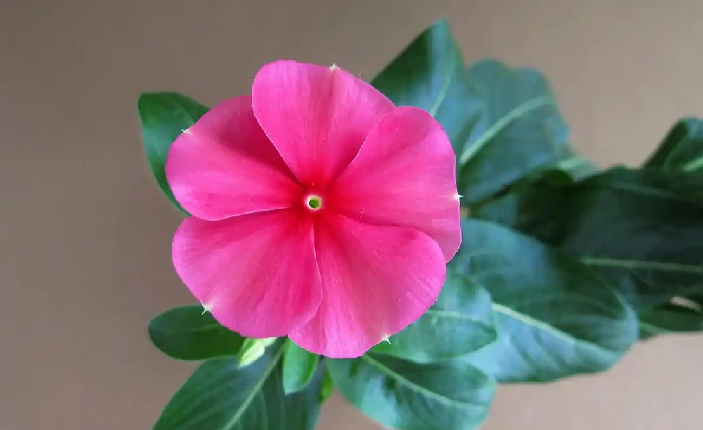 常年開的花都有什麼花