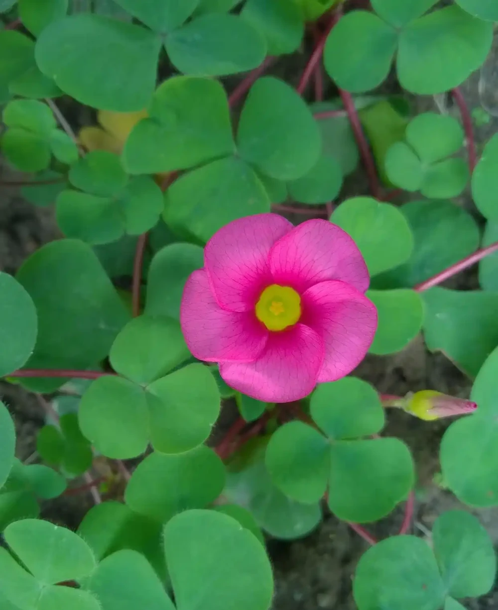 常年開的花都有什麼花