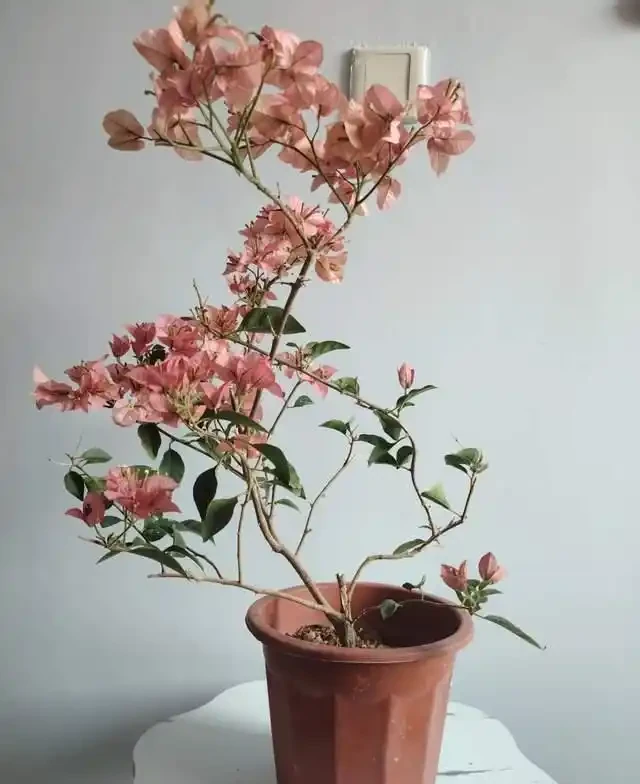 這10種「勤花」九重葛,全年開不停,看看你入手了幾種?