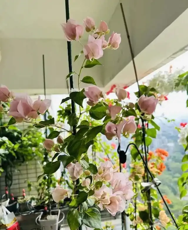 這10種「勤花」九重葛,全年開不停,看看你入手了幾種?