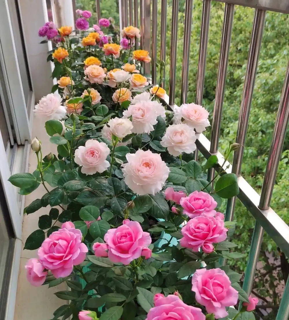 10種「四季花」全年都開花,陽臺秒變花海,鄰居羨慕得不行!