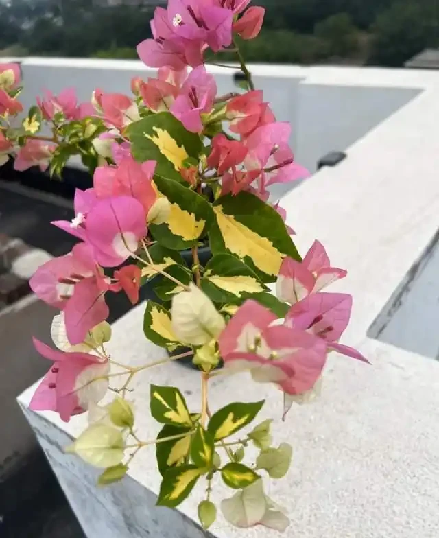 這10種「勤花」九重葛,全年開不停,看看你入手了幾種?