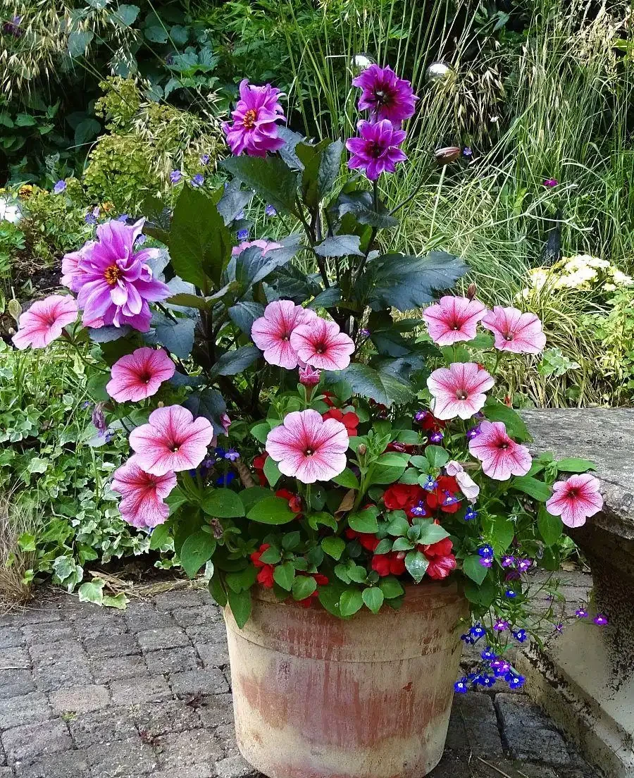 常年開的花都有什麼花