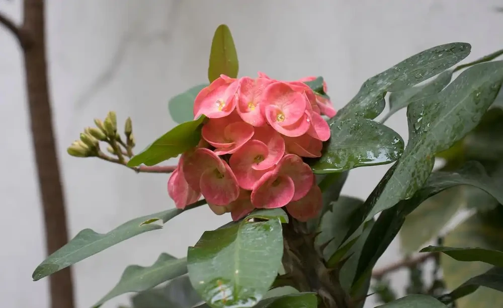 常年開的花都有什麼花