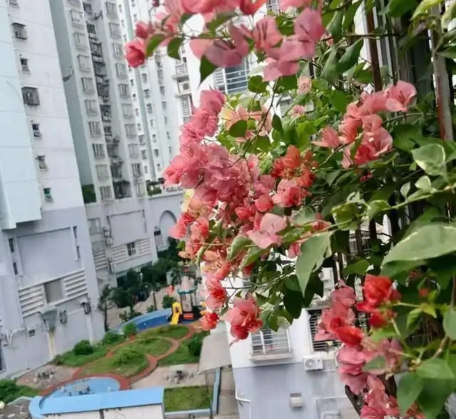 這10種「勤花」九重葛,全年開不停,看看你入手了幾種?