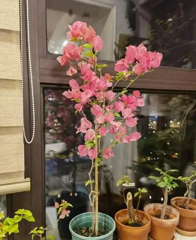 這10種「勤花」九重葛,全年開不停,看看你入手了幾種?