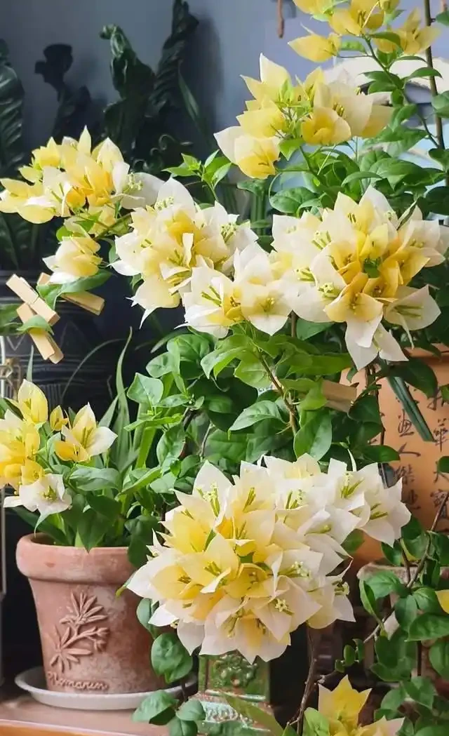 這10種「勤花」九重葛,全年開不停,看看你入手了幾種?
