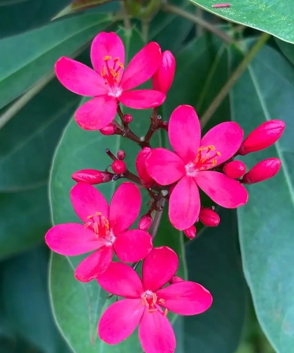 常年開的花都有什麼花