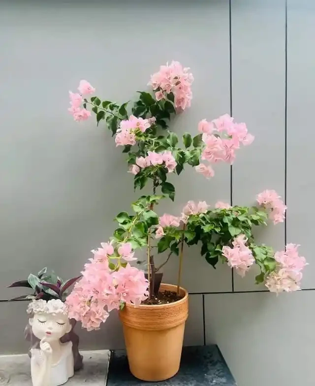 這10種「勤花」九重葛,全年開不停,看看你入手了幾種?