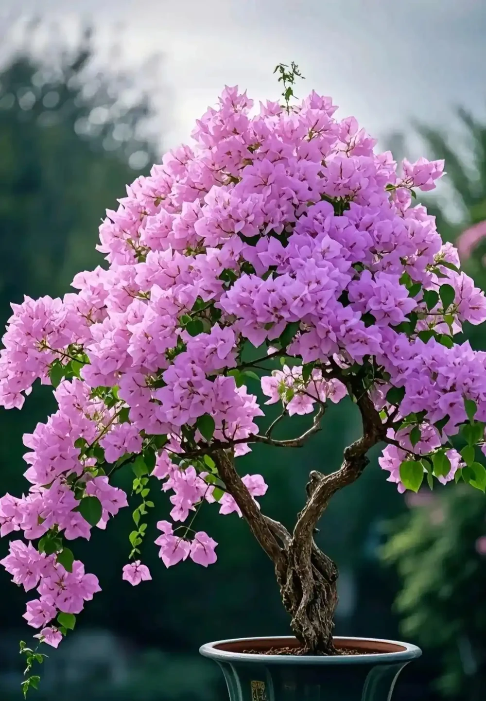10種「四季花」全年都開花,陽臺秒變花海,鄰居羨慕得不行!