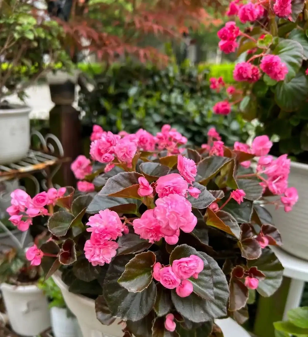 10種「四季花」全年都開花,陽臺秒變花海,鄰居羨慕得不行!