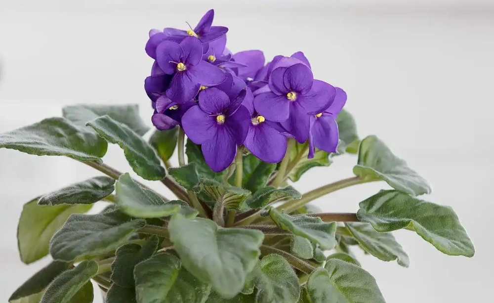常年開的花都有什麼花