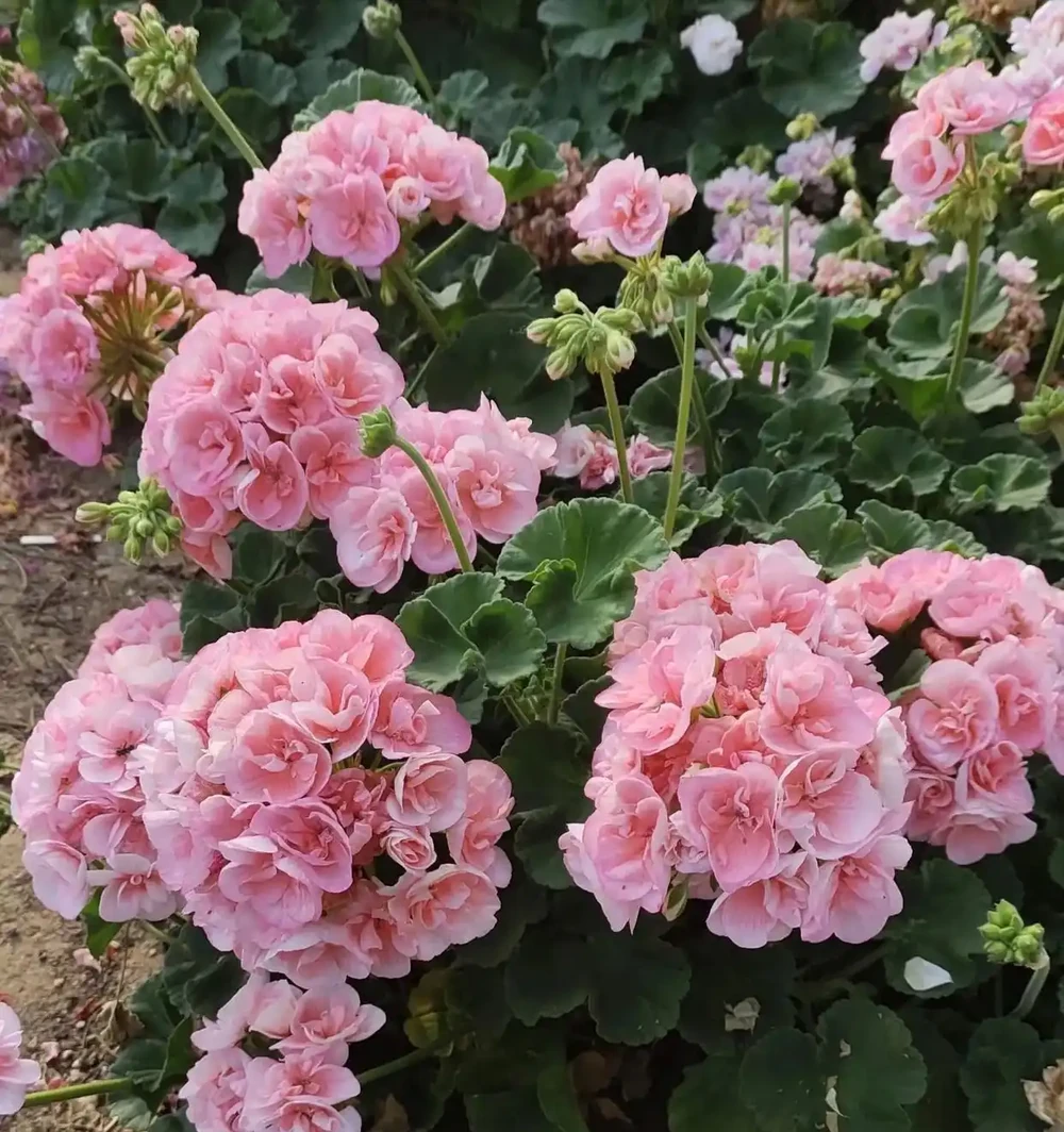 10種「四季花」全年都開花,陽臺秒變花海,鄰居羨慕得不行!