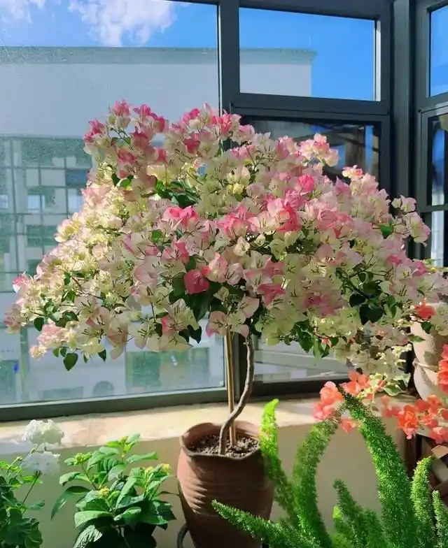 這10種「勤花」九重葛,全年開不停,看看你入手了幾種?