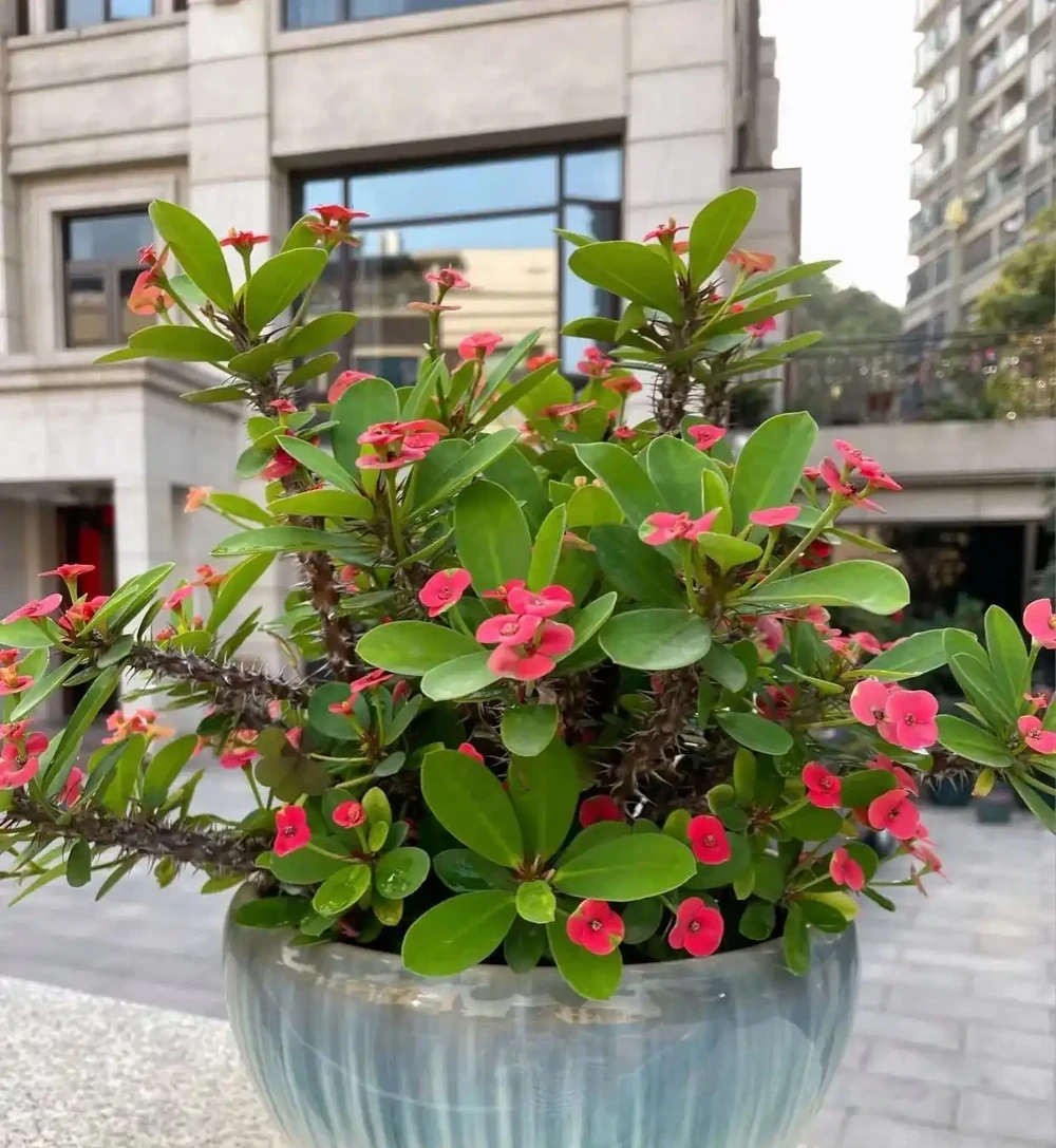10種「四季花」全年都開花,陽臺秒變花海,鄰居羨慕得不行!