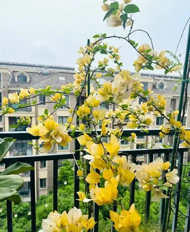 這10種「勤花」九重葛,全年開不停,看看你入手了幾種?