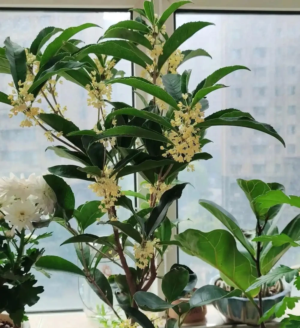 10種「四季花」全年都開花,陽臺秒變花海,鄰居羨慕得不行!