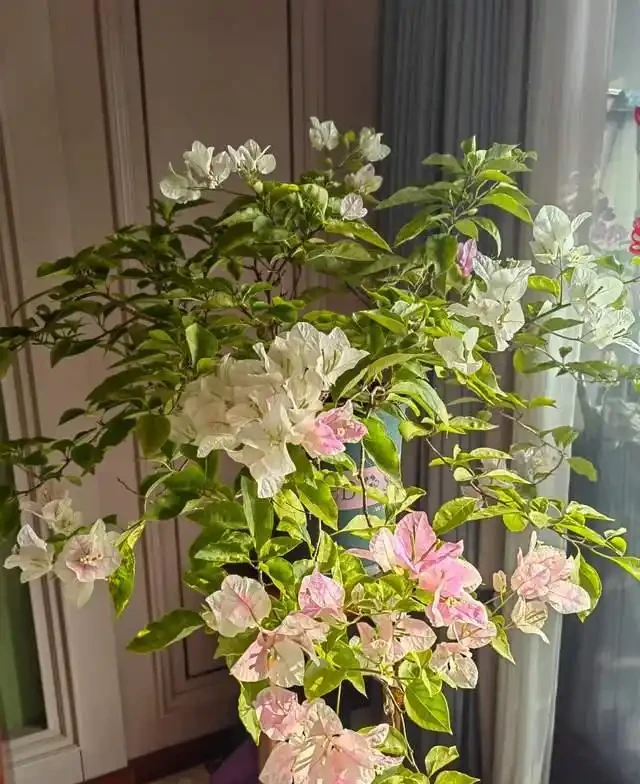 這10種「勤花」九重葛,全年開不停,看看你入手了幾種?