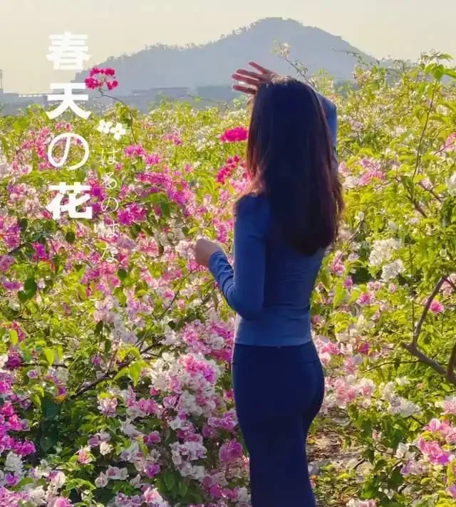 這10種「勤花」九重葛,全年開不停,看看你入手了幾種?