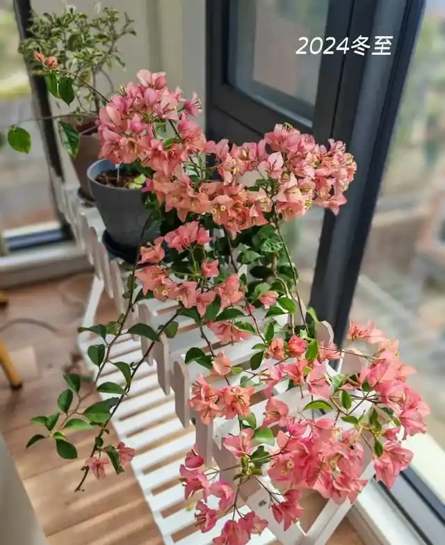 這10種「勤花」九重葛,全年開不停,看看你入手了幾種?