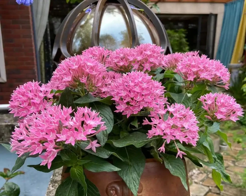 10種「四季花」全年都開花,陽臺秒變花海,鄰居羨慕得不行!