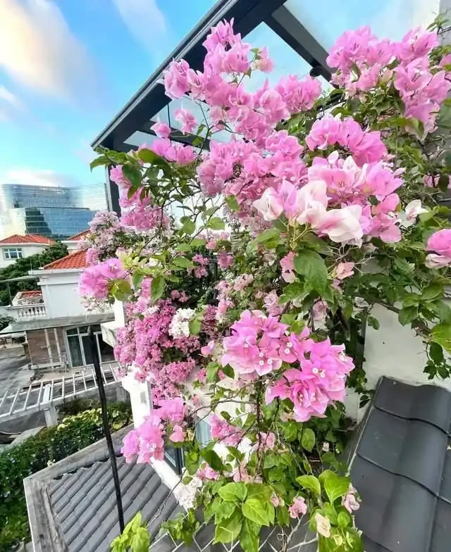 這10種「勤花」九重葛,全年開不停,看看你入手了幾種?