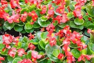 常年開的花都有什麼花