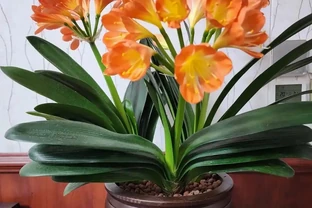 10種「四季花」全年都開花，陽臺秒變花海，鄰居羨慕得不行！