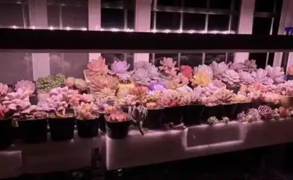 多肉葉子掉光了怎麼補救?多肉葉子變黃掉落的原因