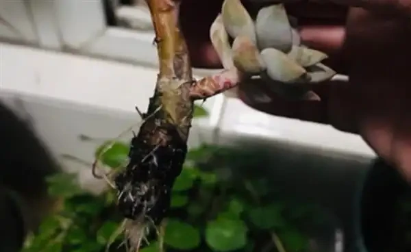 多肉葉子掉光了怎麼補救?多肉葉子變黃掉落的原因