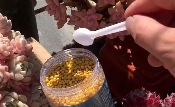 多肉葉子掉光了怎麼補救?多肉葉子變黃掉落的原因