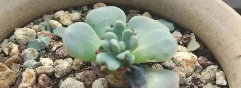 多肉葉子掉光了怎麼補救?多肉葉子變黃掉落的原因