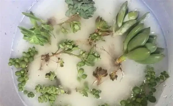 多肉葉子掉光了怎麼補救?多肉葉子變黃掉落的原因