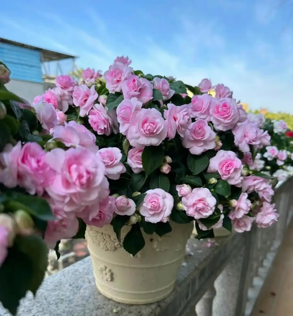 10種「省心花」,不生病、開花不停,新手也可安心入!