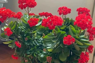10種「省心花」，不生病、開花不停，新手也可安心入！